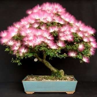 Albizia julibrissin - Persian Silk Bonsai - 5 Seeds + FREE Gifts Seeds + Bonsai eBook, NEW