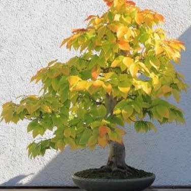 Alnus japonica - Japanese Alder Bonsai - 20+ Seeds + FREE Gifts Seeds + Bonsai eBook, NEW