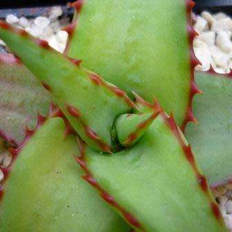 Aloe alooides - Graskop Aloe - 5 Seed Pack Indigenous Aloe Succulent - Worldwide Shipping, NEW