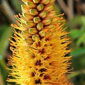 Aloe alooides - Graskop Aloe - 5 Seed Pack Indigenous Aloe Succulent - Worldwide Shipping, NEW