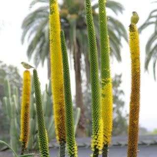 Aloe alooides - Graskop Aloe - 5 Seed Pack Indigenous Aloe Succulent - Worldwide Shipping, NEW