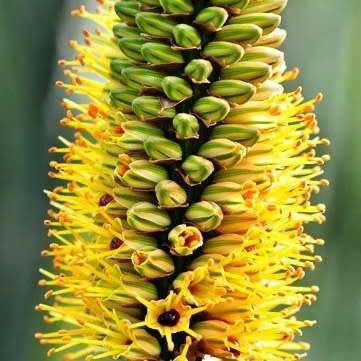 Aloe alooides - Graskop Aloe - 5 Seed Pack Indigenous Aloe Succulent - Worldwide Shipping, NEW