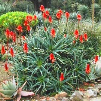 Aloe arborescens - Red Krantz Aloe Seeds - Indigenous Succulent - Worldwide Shipping, NEW