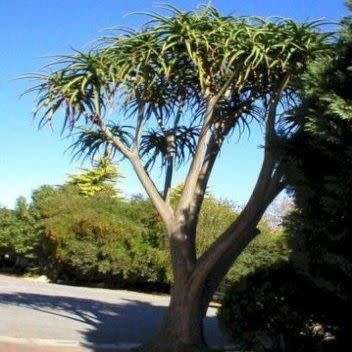 Aloe barberae -Tree Aloe - 5 Seed Pack - Indigenous Succulent - Worldwide Shipping, NEW