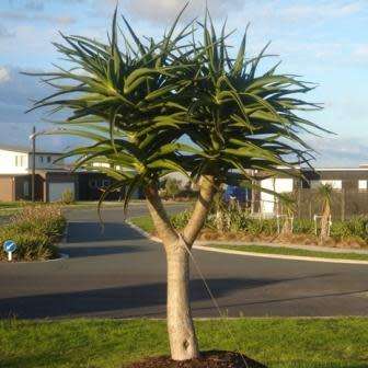 Aloe barberae -Tree Aloe - 5 Seed Pack - Indigenous Succulent - Worldwide Shipping, NEW