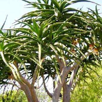 Aloe barberae -Tree Aloe - 5 Seed Pack - Indigenous Succulent - Worldwide Shipping, NEW