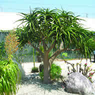 Aloe barberae -Tree Aloe - 5 Seed Pack - Indigenous Succulent - Worldwide Shipping, NEW