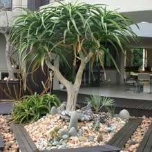 Aloe barberae -Tree Aloe - 5 Seed Pack - Indigenous Succulent - Worldwide Shipping, NEW