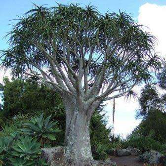 Aloe barberae -Tree Aloe - 5 Seed Pack - Indigenous Succulent - Worldwide Shipping, NEW