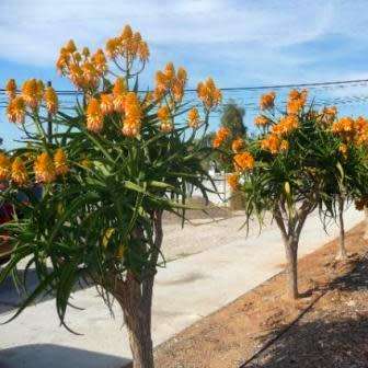 Aloe barberae -Tree Aloe - 5 Seed Pack - Indigenous Succulent - Worldwide Shipping, NEW