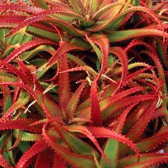 Aloe cameronii Seeds - Red Aloe - Exotic Succulent from Central Africa - Worldwide Shipping, NEW