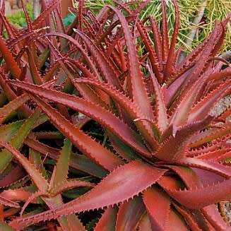 Aloe cameronii Seeds - Red Aloe - Exotic Succulent from Central Africa - Worldwide Shipping, NEW