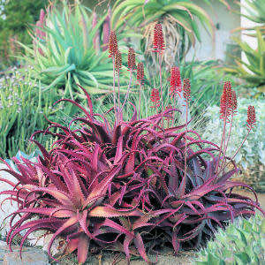 Aloe cameronii Seeds - Red Aloe - Exotic Succulent from Central Africa - Worldwide Shipping, NEW