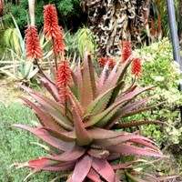 Aloe cameronii Seeds - Red Aloe - Exotic Succulent from Central Africa - Worldwide Shipping, NEW