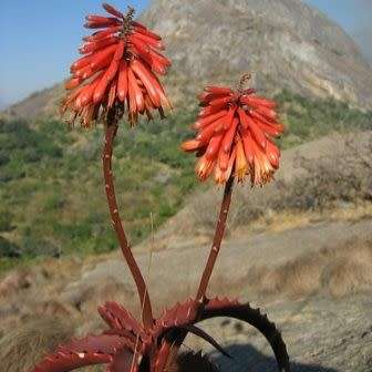 Aloe cameronii Seeds - Red Aloe - Exotic Succulent from Central Africa - Worldwide Shipping, NEW