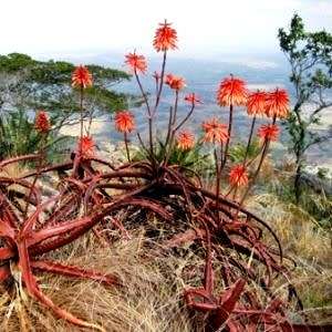 Aloe cameronii Seeds - Red Aloe - Exotic Succulent from Central Africa - Worldwide Shipping, NEW