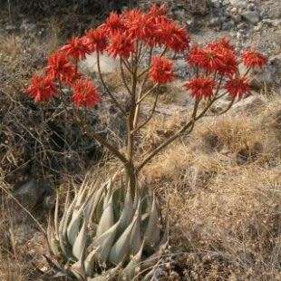 Aloe hereroensis - Sand Aloe - 5 Seed Pack - Exotic Namibian Succulent - Worldwide Shipping, NEW