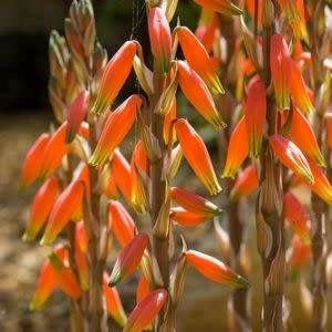 Aloe humilis - Spider Aloe Seeds - Indigenous Succulent - Worldwide Shipping, NEW