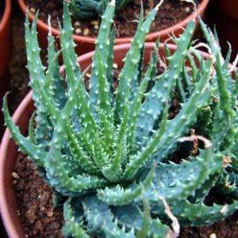 Aloe humilis - Spider Aloe Seeds - Indigenous Succulent - Worldwide Shipping, NEW