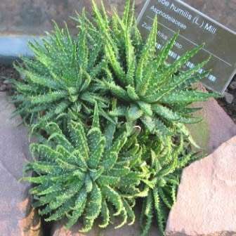 Aloe humilis - Spider Aloe Seeds - Indigenous Succulent - Worldwide Shipping, NEW