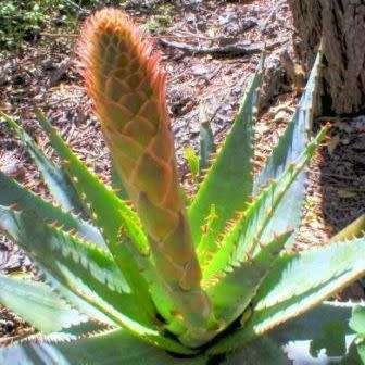 Aloe lineata - Mitre Aloe - 5 Seed Pack - Indigenous Succulent - Worldwide Shipping
