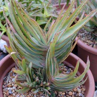 Aloe lineata - Mitre Aloe - 5 Seed Pack - Indigenous Succulent - Worldwide Shipping