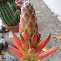 Aloe lineata - Mitre Aloe - 5 Seed Pack - Indigenous Succulent - Worldwide Shipping