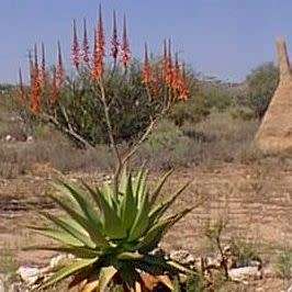 Aloe littoralis - Windhoek Aloe - 5 Seed Pack - Exotic Namibian Succulent - Worldwide Shipping, NEW