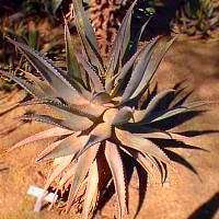 Aloe littoralis - Windhoek Aloe - 5 Seed Pack - Exotic Namibian Succulent - Worldwide Shipping, NEW