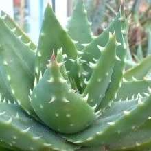 Aloe mitriformis - Bishop's Cap Aloe - 5 Seed Pack - Indigenous Succulent - Worldwide Shipping, NEW