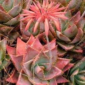Aloe mitriformis - Bishop's Cap Aloe - 5 Seed Pack - Indigenous Succulent - Worldwide Shipping, NEW