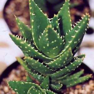 Aloe mitriformis - Bishop's Cap Aloe - 5 Seed Pack - Indigenous Succulent - Worldwide Shipping, NEW
