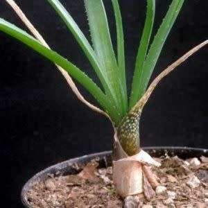 Aloe myriacantha - Grass Aloe - 5 Seed Pack - Indigenous Succulent - Worldwide Shipping, NEW