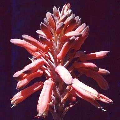 Aloe myriacantha - Grass Aloe - 5 Seed Pack - Indigenous Succulent - Worldwide Shipping, NEW
