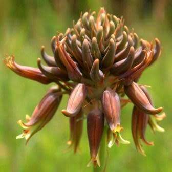 Aloe myriacantha - Grass Aloe - 5 Seed Pack - Indigenous Succulent - Worldwide Shipping, NEW