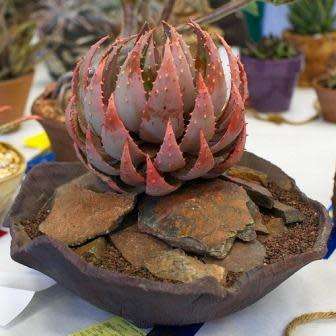 Aloe peglerae Seeds - Beautiful Indigenous Succulent - Worldwide Shipping, NEW