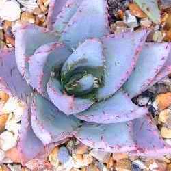 Aloe peglerae Seeds - Beautiful Indigenous Succulent - Worldwide Shipping, NEW