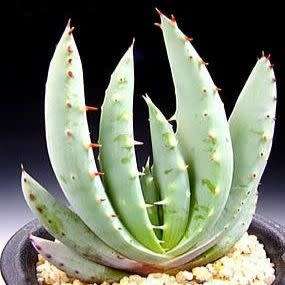 Aloe peglerae Seeds - Beautiful Indigenous Succulent - Worldwide Shipping, NEW