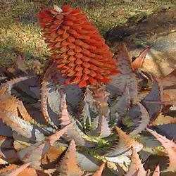 Aloe peglerae Seeds - Beautiful Indigenous Succulent - Worldwide Shipping, NEW