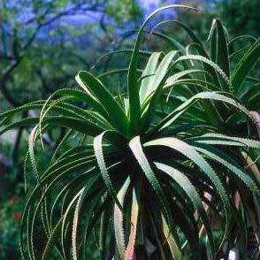 Aloe pluridens Seeds - French Aloe - Indigenous Succulent - Worldwide Shipping, NEW