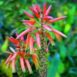 Aloe pluridens Seeds - French Aloe - Indigenous Succulent - Worldwide Shipping, NEW
