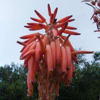 Aloe pluridens Seeds - French Aloe - Indigenous Succulent - Worldwide Shipping, NEW