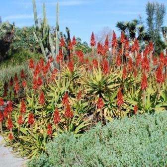 Aloe pluridens Seeds - French Aloe - Indigenous Succulent - Worldwide Shipping, NEW