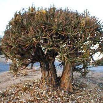 Aloe ramosissima - Maiden's Quiver Tree - 5 Seed Pack - Indigenous Succulent - Global Shipping, NEW