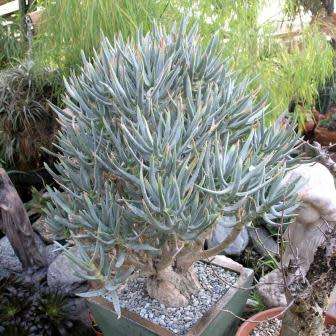 Aloe ramosissima - Maiden's Quiver Tree - 5 Seed Pack - Indigenous Succulent - Global Shipping, NEW