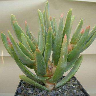 Aloe ramosissima - Maiden's Quiver Tree - 5 Seed Pack - Indigenous Succulent - Global Shipping, NEW