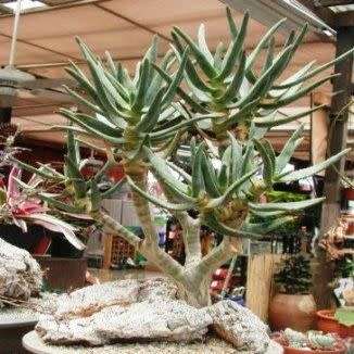 Aloe ramosissima - Maiden's Quiver Tree - 5 Seed Pack - Indigenous Succulent - Global Shipping, NEW