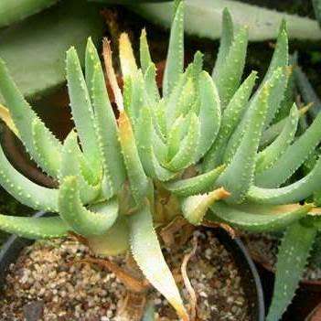 Aloe ramosissima - Maiden's Quiver Tree - 5 Seed Pack - Indigenous Succulent - Global Shipping, NEW