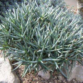 Aloe ramosissima - Maiden's Quiver Tree - 5 Seed Pack - Indigenous Succulent - Global Shipping, NEW