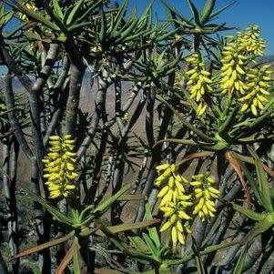 Aloe ramosissima - Maiden's Quiver Tree - 5 Seed Pack - Indigenous Succulent - Global Shipping, NEW